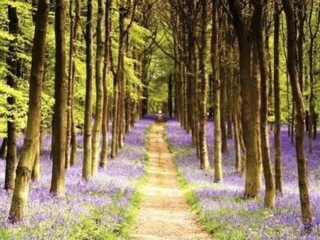 WOODLAND PATH ~ PURPLE WILD FLOWERS 24x36 FINE ART POSTER Photography NEW ROLLED Online Sale