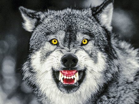 Wolf Corbis 24x36 POSTER NEW ROLLED Online