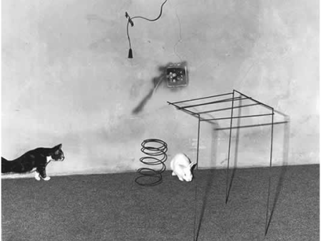 Animal Abstraction | Roger Ballen Sale