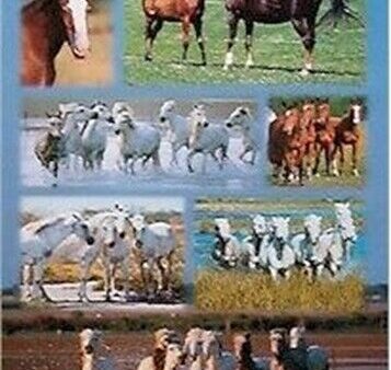 WILD HORSES ~ COLLAGE 24x36 ANIMAL POSTER NEW ROLLED! Cheap