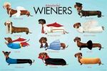 WENER DOGS ~ WONDERFUL COSTUMES ~ 24x36 ANIMAL POSTER ~ Dog Dachshund Discount