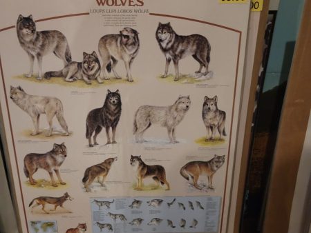 Wolves-27x40 Educational Species Poster Hot on Sale